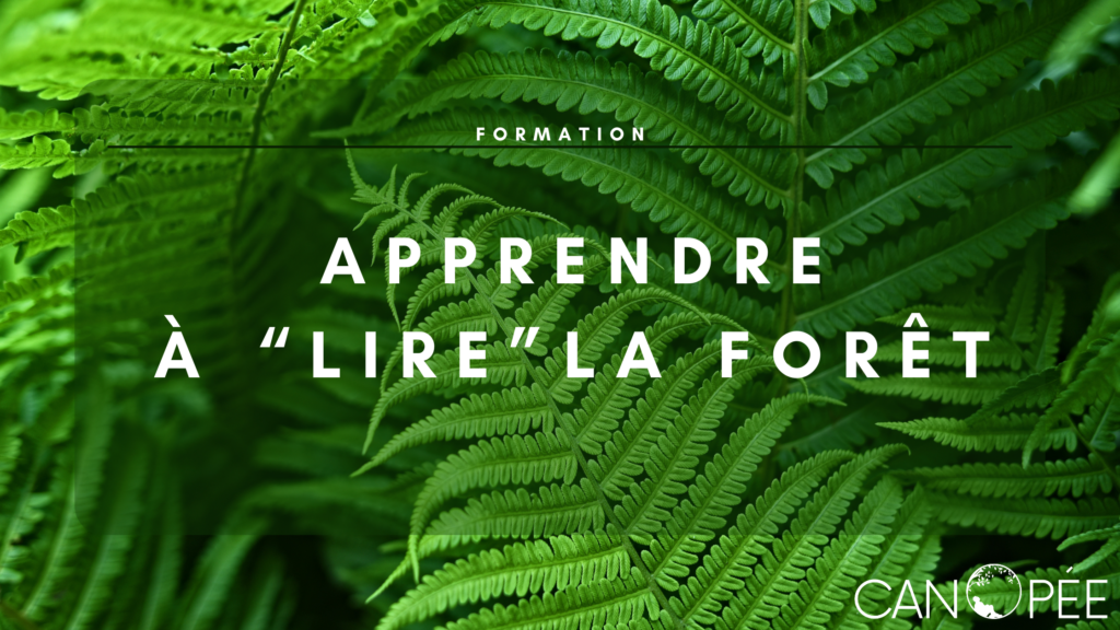 Formation Apprendre à "lire" la forêt