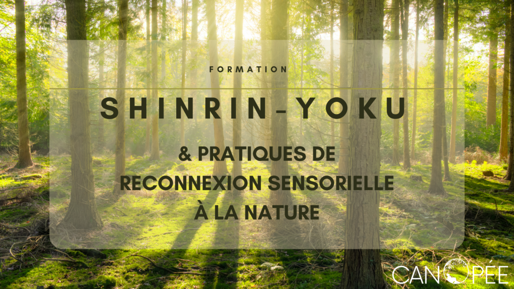 Formation Shinrin-yoku & Pratiques de reconnexion sensorielle à la nature