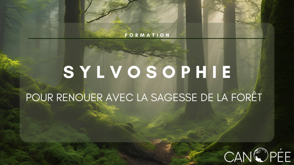 Formation Sylvosophie - Pour renouer avec la sagesse de la forêt